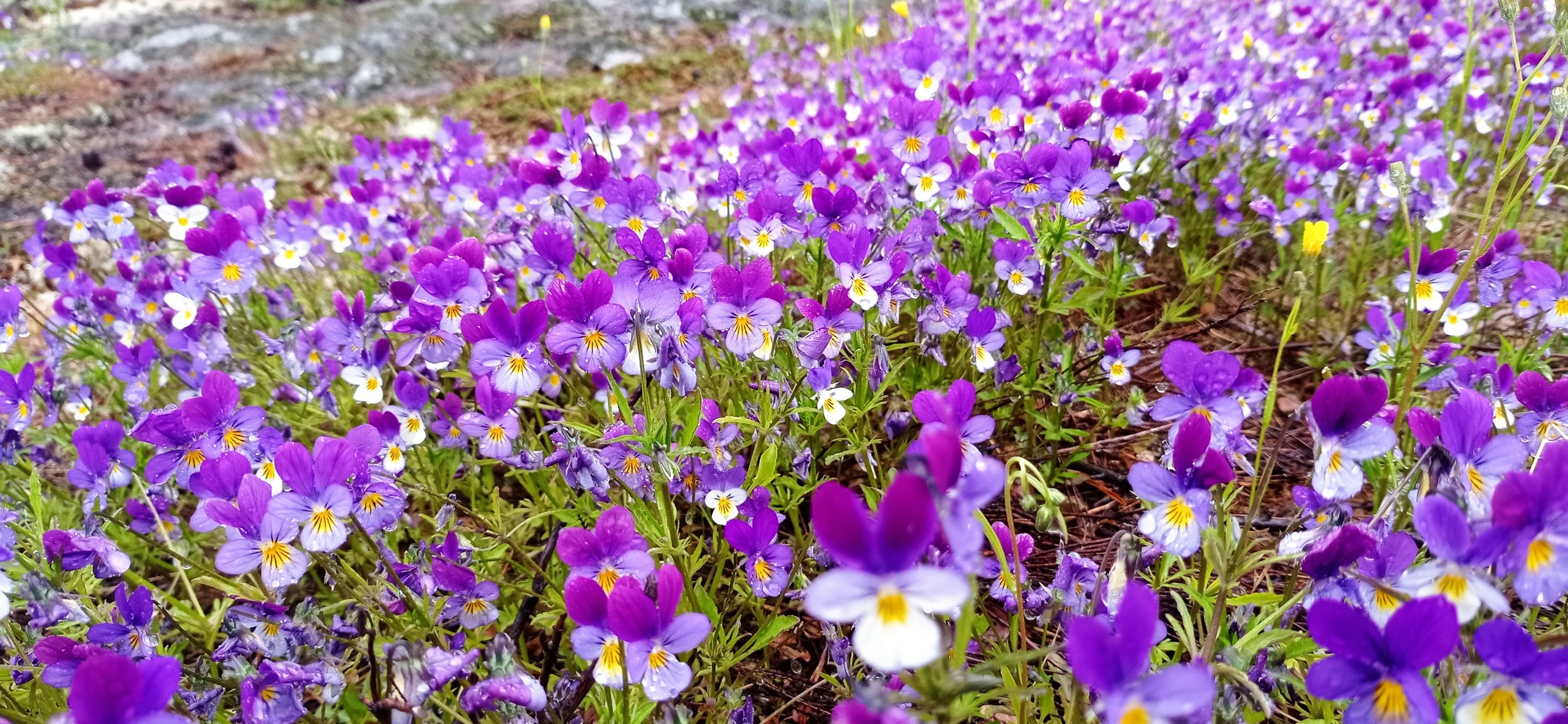 Яркость севера